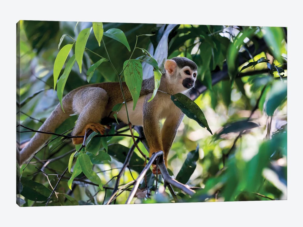 Brazil, Amazon, Manaus. Common Squirrel monkey in the trees. by Ellen Goff 1-piece Canvas Art Print
