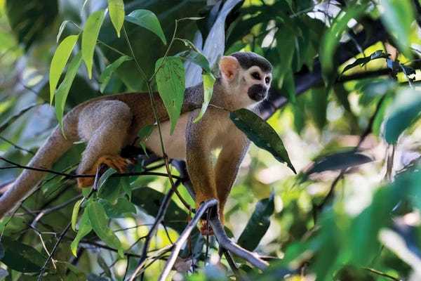 Ellen Goff: Brazil, Amazon, Manaus. Common Squirrel monkey in the trees. by Ellen Goff