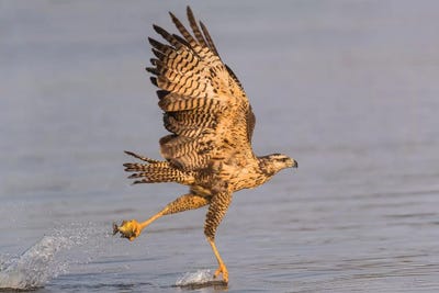 Brazil, The Pantanal, Rio Claro. Immature great black hawk flying in to snag a fish. by Ellen Goff art print