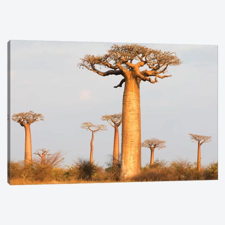 Madagascar, Morondava, Baobab Alley. Baobab trees in morning light Canvas Print #EGO50} by Ellen Goff Canvas Artwork