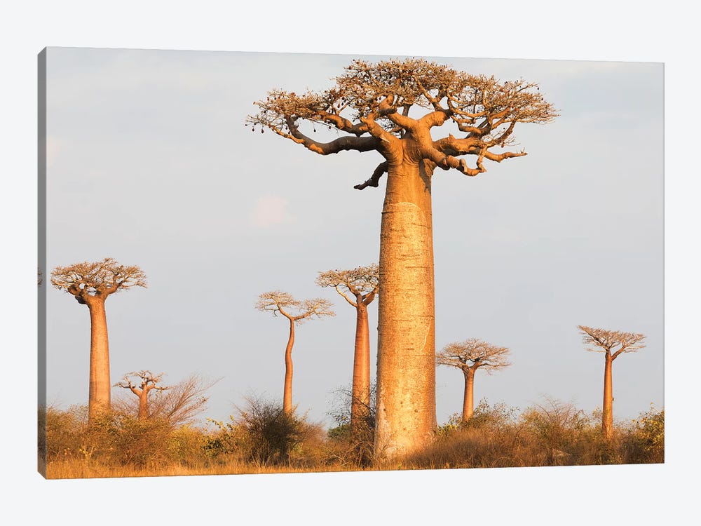 Madagascar, Morondava, Baobab Alley. Baobab trees in morning light by Ellen Goff 1-piece Art Print