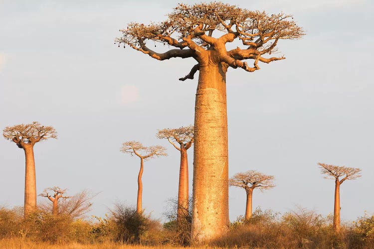 Madagascar, Morondava, Baobab Alley. Baobab trees in morning light