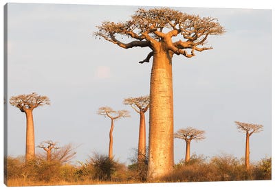 Madagascar, Morondava, Baobab Alley. Baobab trees in morning light Canvas Art Print - Madagascar