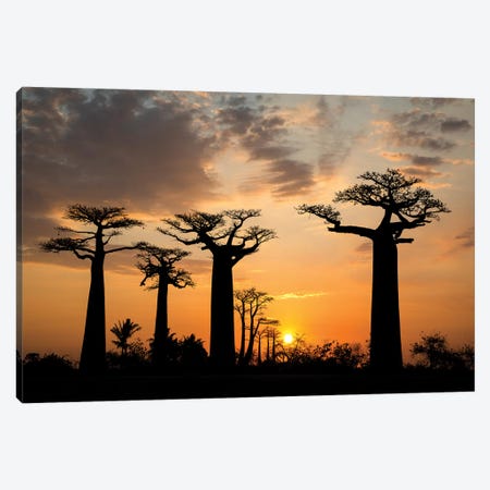 Madagascar, Morondava, Baobab Alley. Grendidier's baobab (Adansonia grandidieri) at sunset. Canvas Print #EGO51} by Ellen Goff Canvas Art