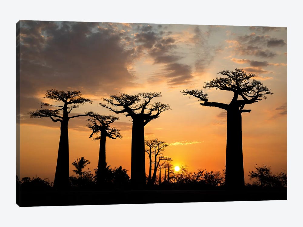 Madagascar, Morondava, Baobab Alley. Grendidier's baobab (Adansonia grandidieri) at sunset. by Ellen Goff 1-piece Canvas Art