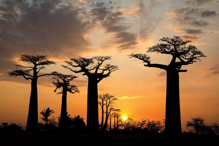 Madagascar, Morondava, Baobab Alley. Grendidier's baobab (Adansonia grandidieri) at sunset.