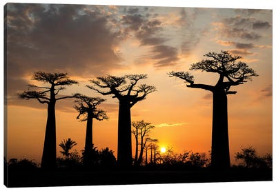 Madagascar, Morondava, Baobab Alley. Grendidier's baobab (Adansonia grandidieri) at sunset. Canvas Art Print