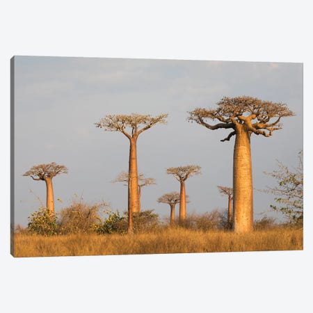 Madagascar, Morondava, Baobab Alley. Grendidier's baobab in the early morning light Canvas Print #EGO52} by Ellen Goff Canvas Art