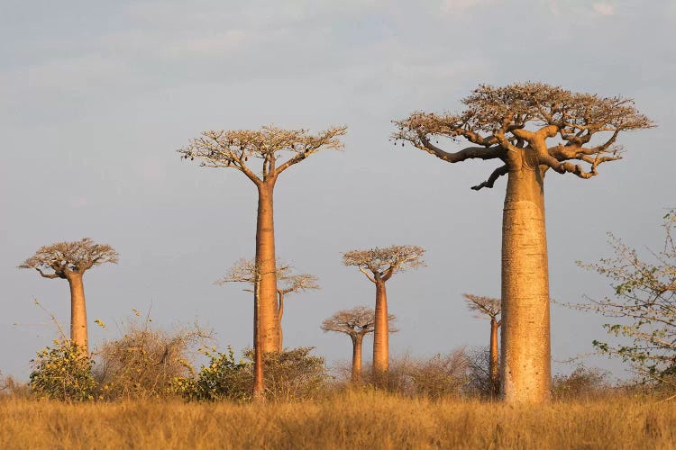 Madagascar, Morondava, Baobab Alley. Grendidier's baobab in the early morning light