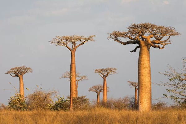 Madagascar