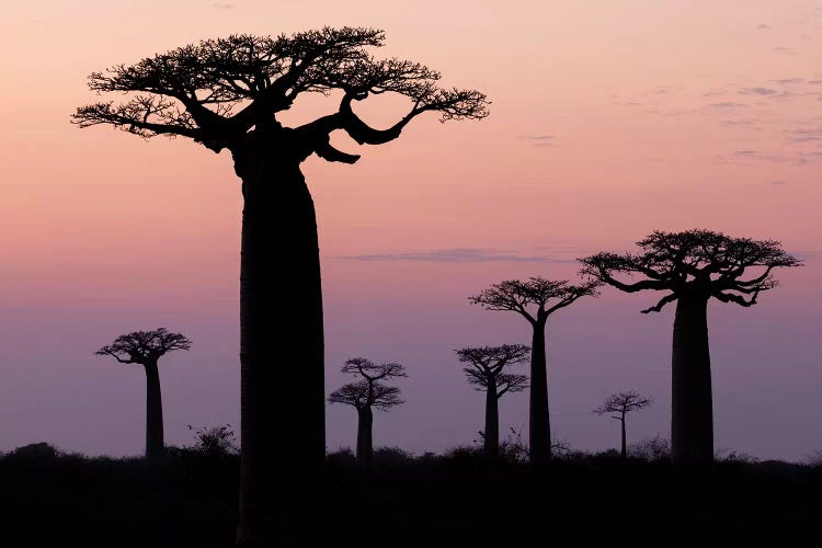 Madagascar, Morondava, 'Baobab Alley'. The Grandidier's baobab are silhouetted