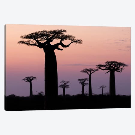 Madagascar, Morondava, 'Baobab Alley'. The Grandidier's baobab are silhouetted Canvas Print #EGO53} by Ellen Goff Canvas Wall Art
