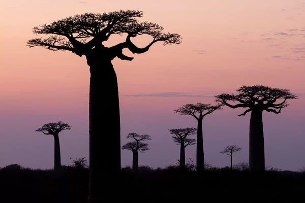 Madagascar: Madagascar, Morondava, 'Baobab Alley'. The Grandidier's baobab are silhouetted by Ellen Goff