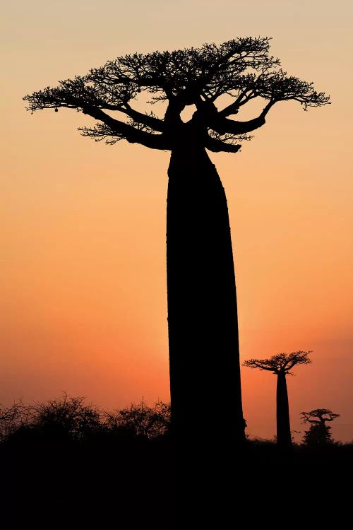 Madagascar, Morondava, 'Baobab Alley'. The Grandidier's baobab are silhouetted