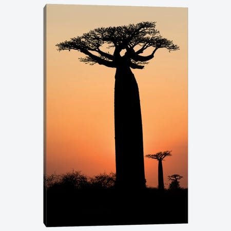 Madagascar, Morondava, 'Baobab Alley'. The Grandidier's baobab are silhouetted Canvas Print #EGO54} by Ellen Goff Canvas Print