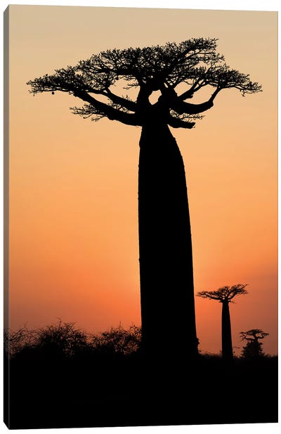 Madagascar, Morondava, 'Baobab Alley'. The Grandidier's baobab are silhouetted Canvas Art Print