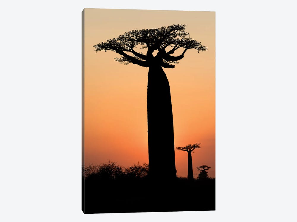 Madagascar, Morondava, 'Baobab Alley'. The Grandidier's baobab are silhouetted by Ellen Goff 1-piece Canvas Art Print
