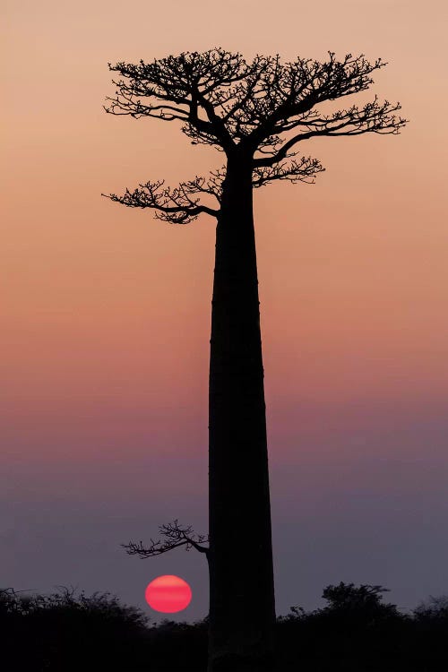 Madagascar, Morondava. Baobab trees are silhouetted against the morning sky.