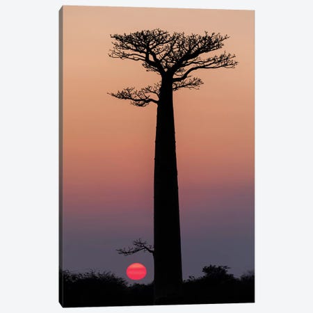 Madagascar, Morondava. Baobab trees are silhouetted against the morning sky. Canvas Print #EGO55} by Ellen Goff Art Print