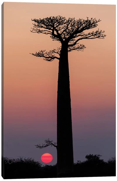 Madagascar, Morondava. Baobab trees are silhouetted against the morning sky. Canvas Art Print - Madagascar