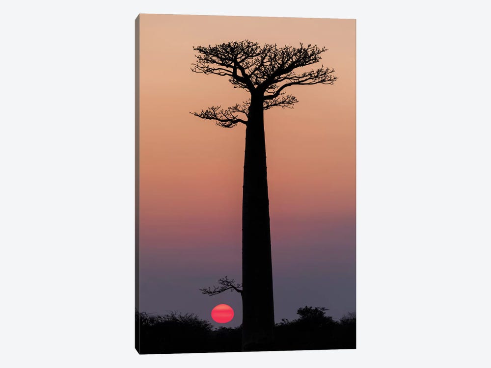 Madagascar, Morondava. Baobab trees are silhouetted against the morning sky. by Ellen Goff 1-piece Canvas Wall Art
