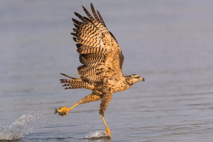 Brazil, The Pantanal, Rio Claro. Immature great black hawk flying in to snag a fish.