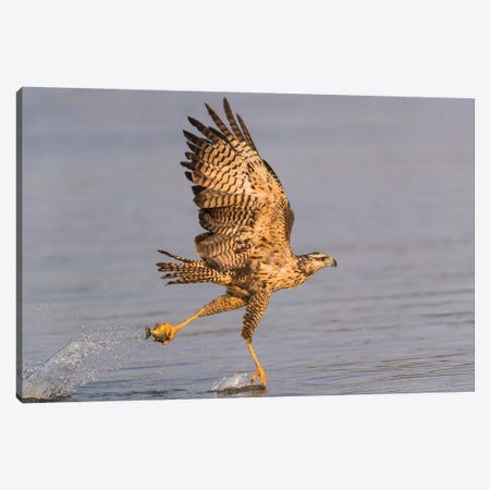 Brazil, The Pantanal, Rio Claro. Immature great black hawk flying in to snag a fish. Canvas Print #EGO5} by Ellen Goff Canvas Wall Art