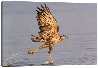 Brazil, The Pantanal, Rio Claro. Immature great black hawk flying in to snag a fish. Canvas Art Print