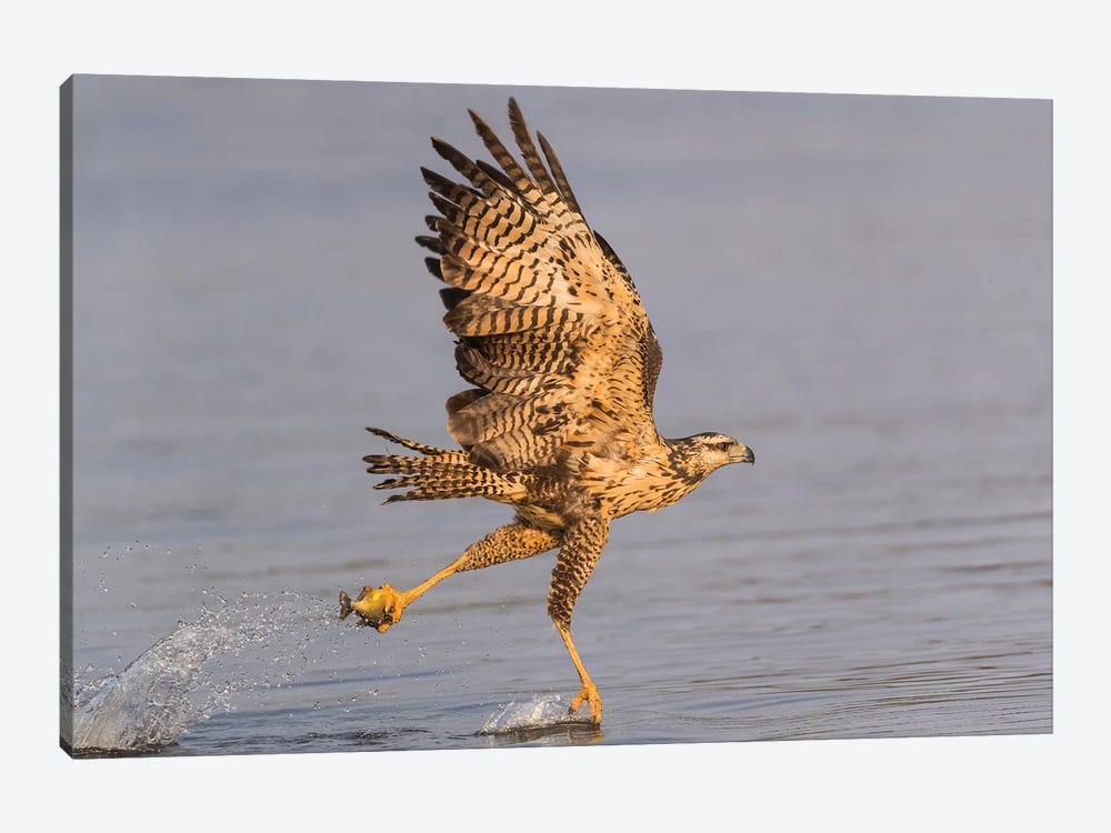 Brazil, The Pantanal, Rio Claro. Immature great black hawk flying in to snag a fish. by Ellen Goff 1-piece Canvas Art