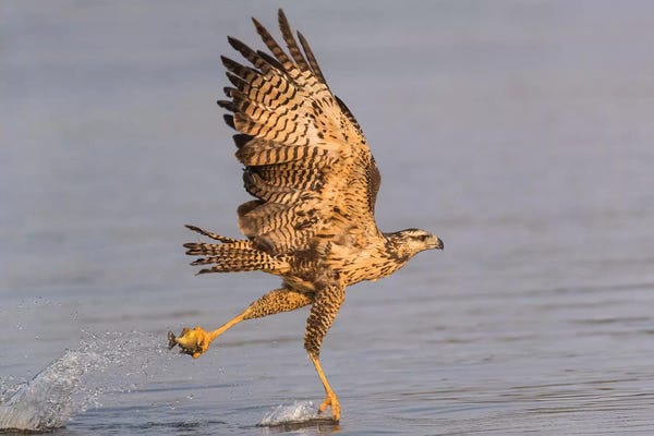 Ellen Goff: Brazil, The Pantanal, Rio Claro. Immature great black hawk flying in to snag a fish. by Ellen Goff