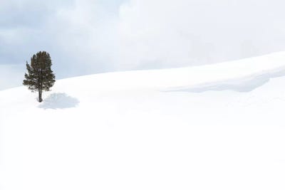 Usa, Wyoming, Yellowstone National Park, Lamar Valley. Tree casting a shadow in the snow pack. by Ellen Goff framed canvas print