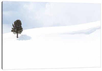 Usa, Wyoming, Yellowstone National Park, Lamar Valley. Tree casting a shadow in the snow pack. Canvas Art Print