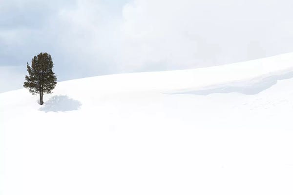 Usa, Wyoming, Yellowstone National Park, Lamar Valley. Tree casting a shadow in the snow pack.
