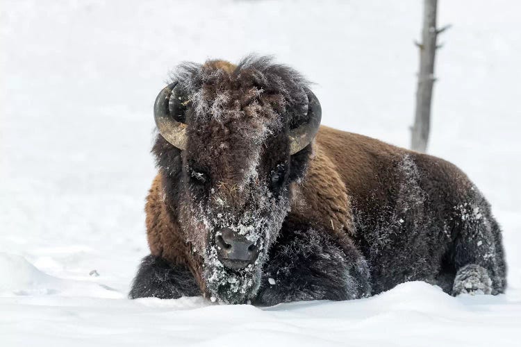 USA, Wyoming, Yellowstone National Park. A bison bull is covered in snow after foraging for grass.