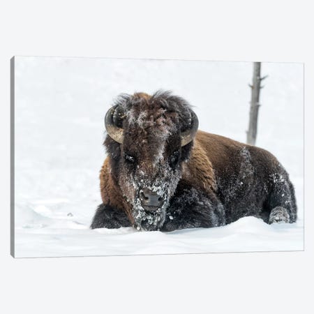 USA, Wyoming, Yellowstone National Park. A bison bull is covered in snow after foraging for grass. Canvas Print #EGO62} by Ellen Goff Canvas Print