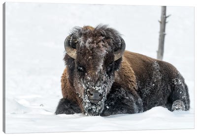USA, Wyoming, Yellowstone National Park. A bison bull is covered in snow after foraging for grass. Canvas Art Print