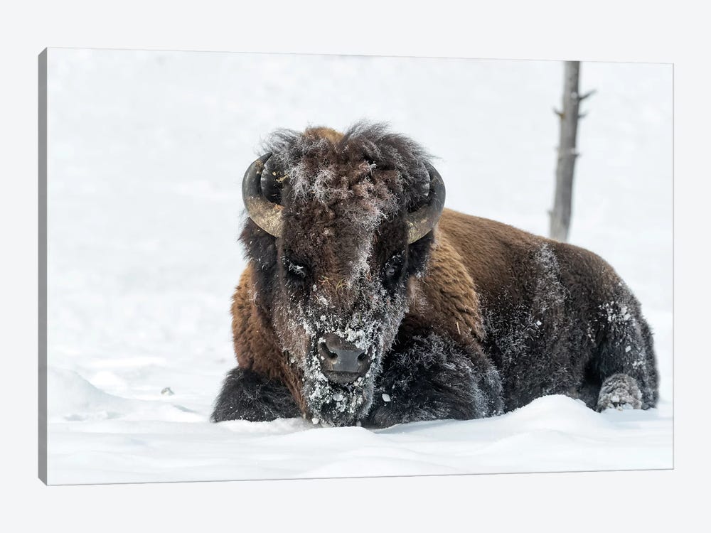USA, Wyoming, Yellowstone National Park. A bison bull is covered in snow after foraging for grass. by Ellen Goff 1-piece Canvas Artwork