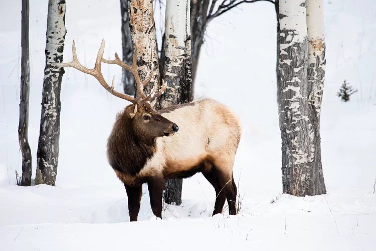 USA, Wyoming, Yellowstone National Park. A bull elk walking through Aspen trees foraging for grass.