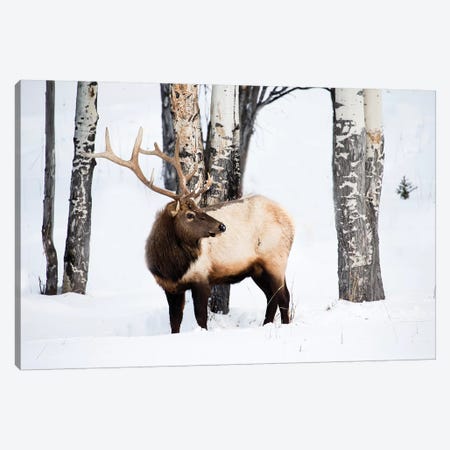 USA, Wyoming, Yellowstone National Park. A bull elk walking through Aspen trees foraging for grass. Canvas Print #EGO63} by Ellen Goff Canvas Art Print