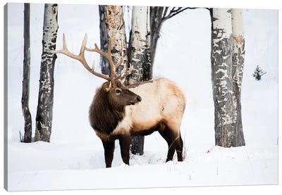 USA, Wyoming, Yellowstone National Park. A bull elk walking through Aspen trees foraging for grass. Canvas Art Print