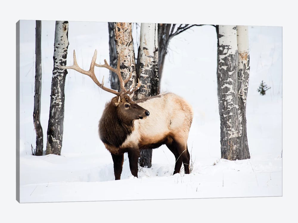 USA, Wyoming, Yellowstone National Park. A bull elk walking through Aspen trees foraging for grass. by Ellen Goff 1-piece Canvas Art Print