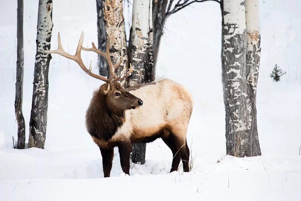 USA, Wyoming, Yellowstone National Park. A bull elk walking through Aspen trees foraging for grass.