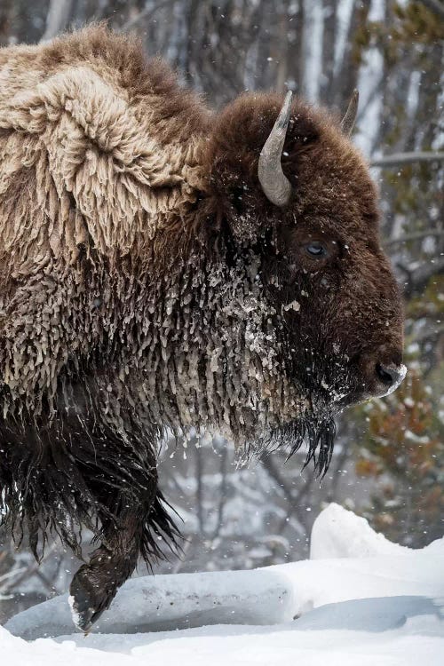 USA, Wyoming, Yellowstone National Park. American bison (Bos bison) struggles through the snow.