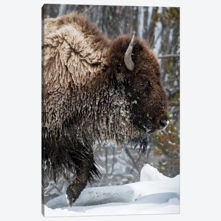 USA, Wyoming, Yellowstone National Park. American bison (Bos bison) struggles through the snow. Canvas Print #EGO64} by Ellen Goff Canvas Art