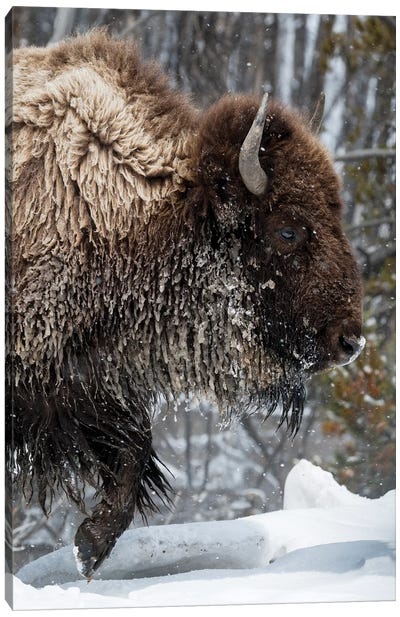 USA, Wyoming, Yellowstone National Park. American bison (Bos bison) struggles through the snow. Canvas Art Print
