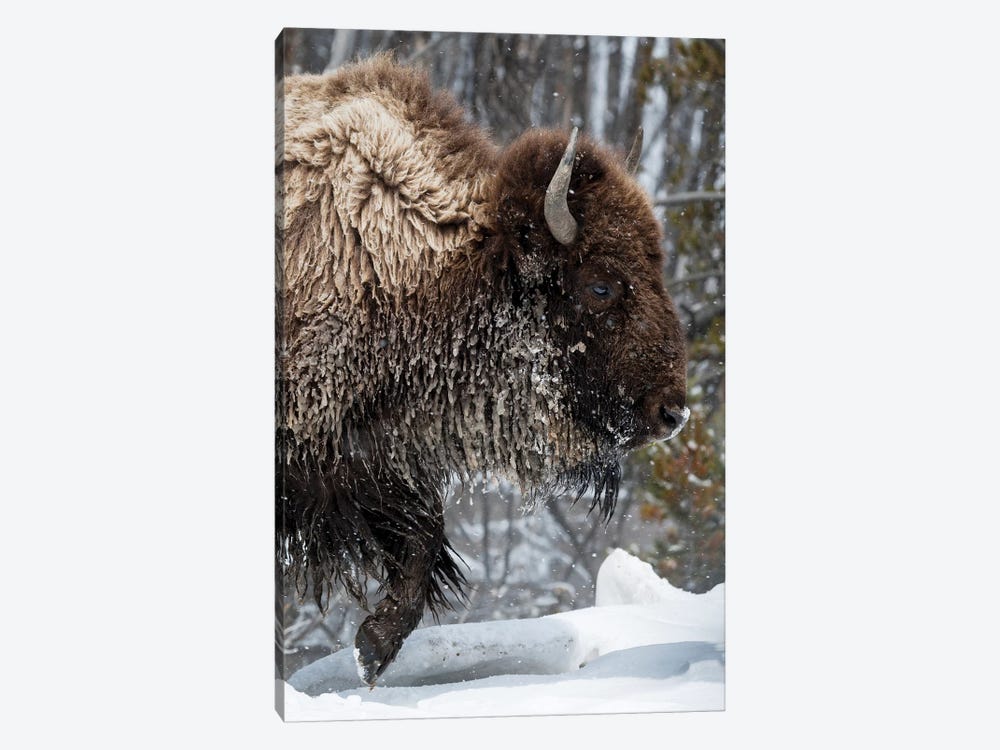 USA, Wyoming, Yellowstone National Park. American bison (Bos bison) struggles through the snow. by Ellen Goff 1-piece Canvas Wall Art
