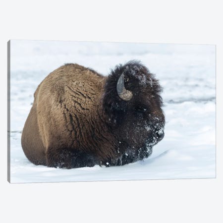 Usa, Wyoming, Yellowstone National Park. Bison bull covered in snow after foraging for grass. Canvas Print #EGO65} by Ellen Goff Canvas Wall Art