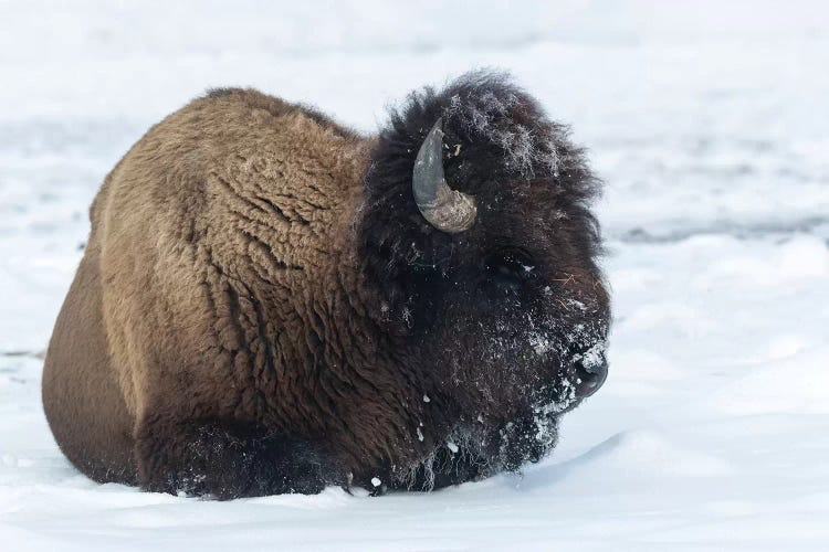 Usa, Wyoming, Yellowstone National Park. Bison bull covered in snow after foraging for grass.
