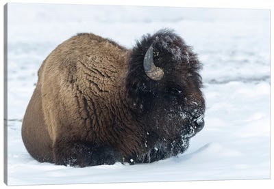 Usa, Wyoming, Yellowstone National Park. Bison bull covered in snow after foraging for grass. Canvas Art Print
