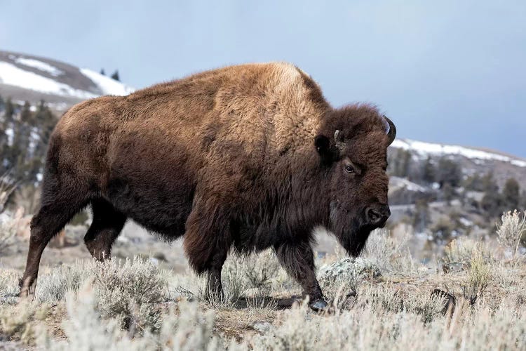 Usa, Wyoming, Yellowstone National Park. Bison walking through the sage and rocky terrain.